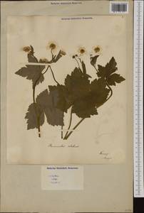 Ranunculus velutinus Ten., Western Europe (EUR) (Italy)