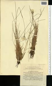 Eriophorum vaginatum L., Eastern Europe, West Ukrainian region (E13) (Ukraine)