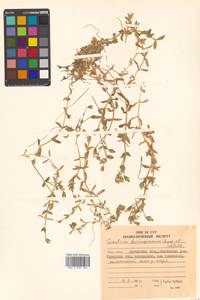 Cerastium beeringianum Cham. & Schltdl., Siberia, Chukotka & Kamchatka (S7) (Russia)