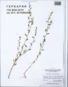 Polygonum arenastrum subsp. arenastrum, Siberia, Central Siberia (S3) (Russia)