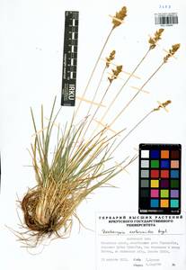 Deschampsia koelerioides Regel, Siberia, Baikal & Transbaikal region (S4) (Russia)