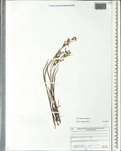 Juncus articulatus L., Eastern Europe, Central forest region (E5) (Russia)