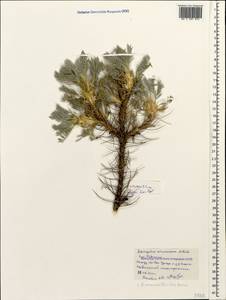 Astragalus arnacanthoides (A. Boriss.) A. Boriss., Caucasus, Black Sea Shore (from Novorossiysk to Adler) (K3) (Russia)