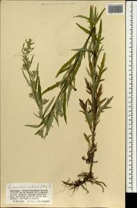 Artemisia integrifolia L., Mongolia (MONG) (Mongolia)