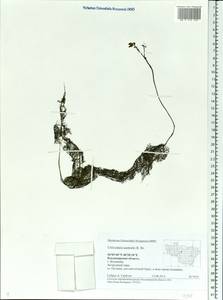 Utricularia ×australis R. Br., Eastern Europe, Central region (E4) (Russia)