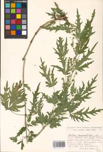Urtica cannabina L., Eastern Europe, Moscow region (E4a) (Russia)
