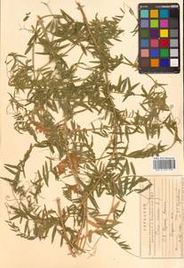 Vicia cracca L., Siberia, Russian Far East (S6) (Russia)