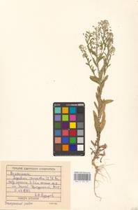 Lepidium campestre (L.) W.T.Aiton, Eastern Europe, Volga-Kama region (E7) (Russia)