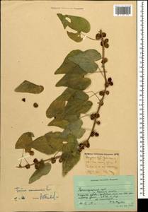 Dioscorea communis (L.) Caddick & Wilkin, Caucasus, Krasnodar Krai & Adygea (K1a) (Russia)
