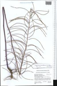 Sisymbrium brassiciforme C.A. Mey., Middle Asia, Western Tian Shan & Karatau (M3) (Kyrgyzstan)