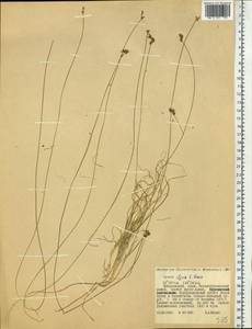 Carex iljinii V.I.Krecz., Siberia, Russian Far East (S6) (Russia)