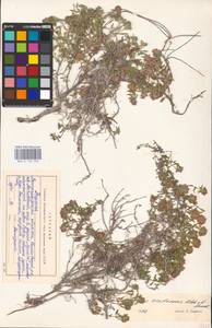 MHA 0 156 903, Thymus calcareus Klokov & Des.-Shost., Eastern Europe, Lower Volga region (E9) (Russia)