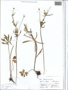 Ranunculus arcticus Richardson, Middle Asia, Northern & Central Kazakhstan (M10) (Kazakhstan)
