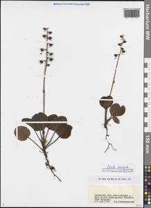 Pyrola asarifolia subsp. incarnata (DC.) A. E. Murray, Siberia, Baikal & Transbaikal region (S4) (Russia)