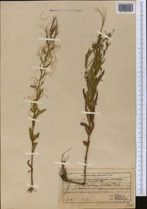 Epilobium tetragonum L., Middle Asia, Western Tian Shan & Karatau (M3) (Kazakhstan)