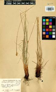 Carex macroprophylla (Y.C.Yang) S.R.Zhang, Siberia, Baikal & Transbaikal region (S4) (Russia)