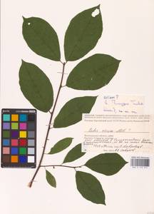 Prunus padus L., Eastern Europe, Lower Volga region (E9) (Russia)