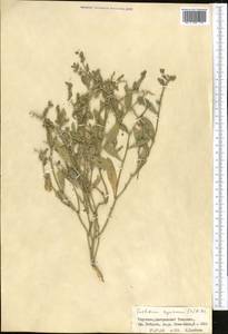 Euclidium syriacum (L.) W.T. Aiton, Middle Asia, Northern & Central Tian Shan (M4) (Kyrgyzstan)