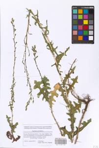 Lactuca serriola L., Eastern Europe, Moscow region (E4a) (Russia)