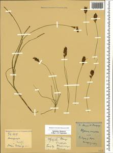 Blysmus compressus (L.) Panz. ex Link, Caucasus, Armenia (K5) (Armenia)