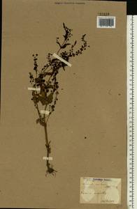 Veronica anagallis-aquatica L., Eastern Europe, North Ukrainian region (E11) (Ukraine)
