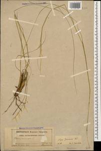 Stipa pennata L., Caucasus, Dagestan (K2) (Russia)