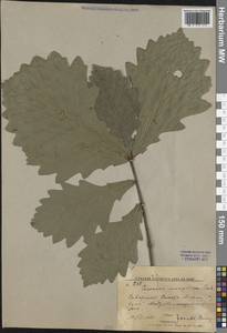 Quercus mongolica Fisch. ex Ledeb., Siberia, Russian Far East (S6) (Russia)