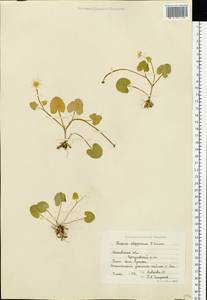 Ficaria calthifolia Rchb., Eastern Europe, Moscow region (E4a) (Russia)