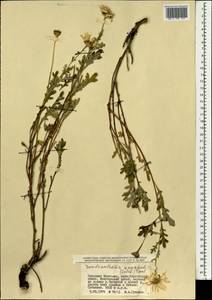 Chrysanthemum sinuatum Ledeb., Mongolia (MONG) (Mongolia)