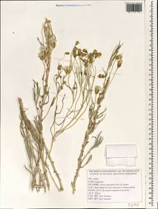 Hertia angustifolia (DC.) Kuntze, South Asia, South Asia (Asia outside ex-Soviet states and Mongolia) (ASIA) (Iran)