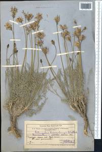 Astragalus kronenburgii B. Fedtsch. ex Kneucker, Middle Asia, Northern & Central Tian Shan (M4) (Kazakhstan)