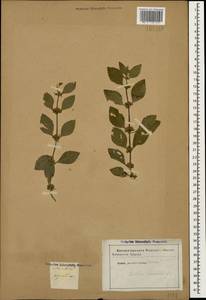 Mentha arvensis L., Caucasus (no precise locality) (K0)