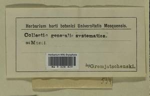 Cirriphyllum piliferum (Hedw.) Grout, Bryophytes, Bryophytes (no precise locality) (B0)