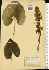 Ligularia sibirica (L.) Cass., Eastern Europe, Moscow region (E4a) (Russia)