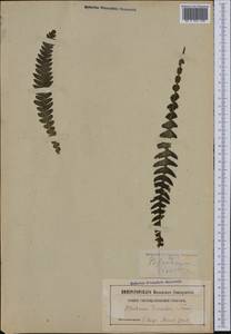 Lomaria discolor (G. Forst.) Willd., Botanic gardens and arboreta (GARD) (Russia)
