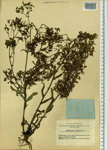 Campanula sibirica L., Siberia, Altai & Sayany Mountains (S2) (Russia)