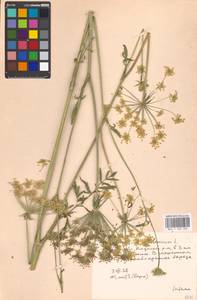 Silphiodaucus prutenicus subsp. prutenicus, Eastern Europe, Moscow region (E4a) (Russia)