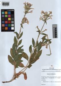 KUZ 004 147, Saponaria officinalis L., Siberia, Altai & Sayany Mountains (S2) (Russia)
