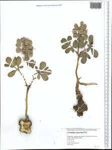 Leontice incerta Pall., Middle Asia, Caspian Ustyurt & Northern Aralia (M8) (Kazakhstan)