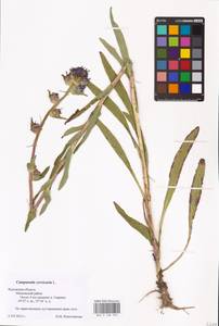 Campanula cervicaria L., Eastern Europe, Central region (E4) (Russia)