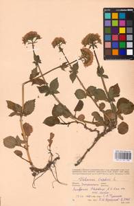 Valeriana tripteris L., Eastern Europe, West Ukrainian region (E13) (Ukraine)