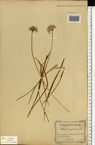 Allium lusitanicum Lam., Eastern Europe, North Ukrainian region (E11) (Ukraine)
