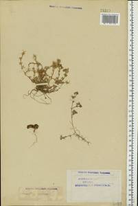 Scleranthus annuus L., Eastern Europe, Northern region (E1) (Russia)