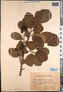 Alnus glutinosa (L.) Gaertn., Caucasus, Krasnodar Krai & Adygea (K1a) (Russia)