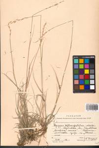 Elymus reflexiaristatus (Nevski) Melderis, Eastern Europe, Eastern region (E10) (Russia)