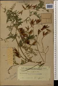 Vicia tenuifolia Roth, Caucasus, Azerbaijan (K6) (Azerbaijan)