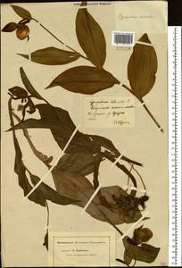 Cypripedium calceolus L., Siberia, Baikal & Transbaikal region (S4) (Russia)