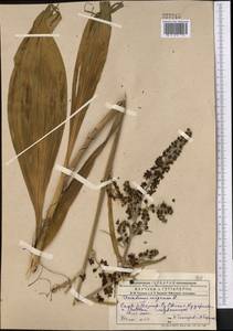 Veratrum nigrum L., Middle Asia, Dzungarian Alatau & Tarbagatai (M5) (Kazakhstan)