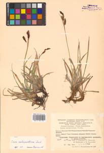 Carex microchaeta subsp. nesophila (Holm) D.F.Murray, Siberia, Chukotka & Kamchatka (S7) (Russia)