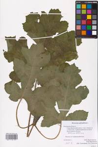 Heracleum sphondylium L., Eastern Europe, Central region (E4) (Russia)